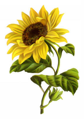 Sonshine Sunflower